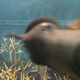 Illustration for article titled I Want This Photobombing Fish